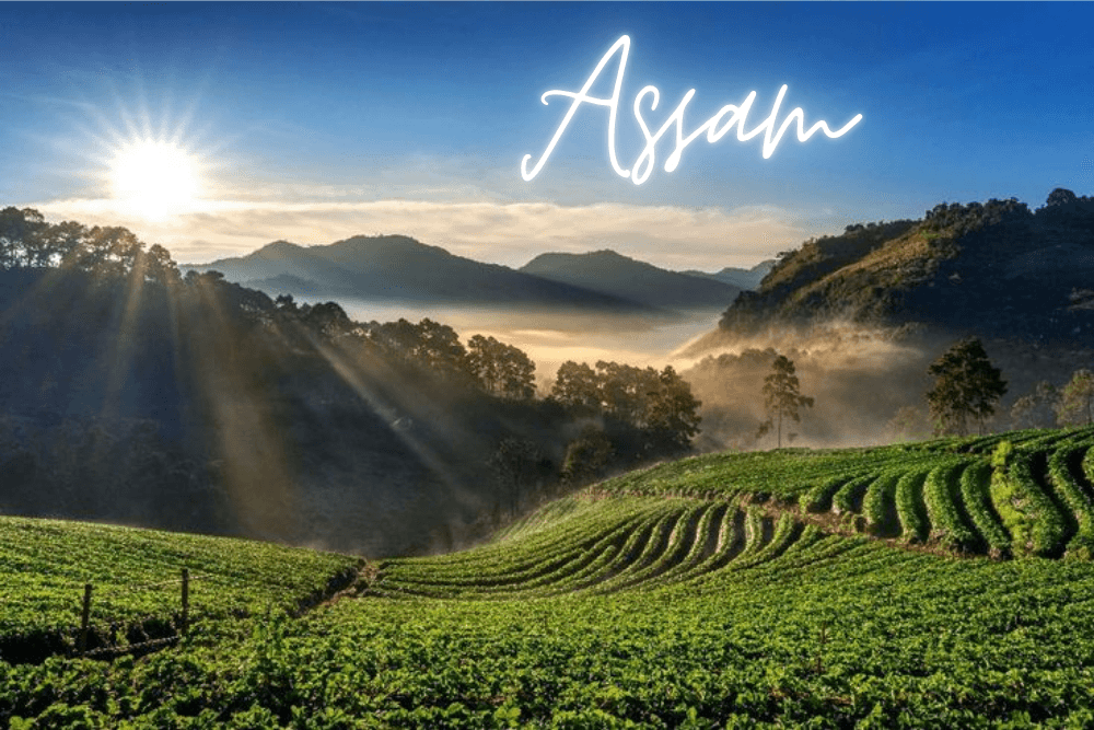 Assam Travel